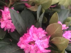 -龙大花卉苗木市场