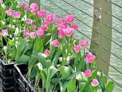 -上海鲜花港