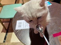 -猫色咖啡·猫咖