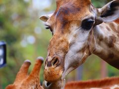 -清迈夜间动物园