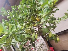 -王捌小院(红花坡店)