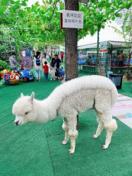 点击看大图 -萌宠亲子动物乐园(槐房万达店)