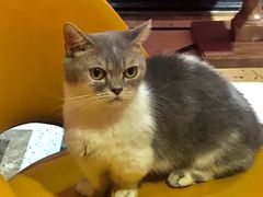 -猫色咖啡·猫咖