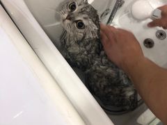 -李小姐の猫咖啡馆(五角场店)