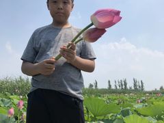 -白洋淀景区