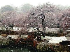 android_upload_pic-香雪海