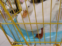 -RU DUCK柯尔鸭公社·撸鸭俱乐部·羊驼·小香猪