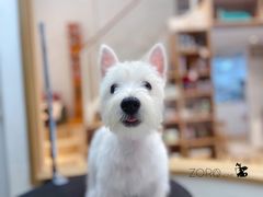 -佐罗家宠物馆·猫文化馆(紫霞路店)