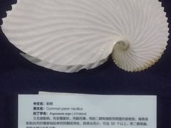 -上海海洋大学鱼文化博物馆(军工路校区)