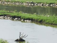 -北京麋鹿生态实验中心