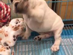 -翊宠yipet猫狗购宠庄园犬舍•猫舍