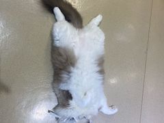 -藏猫猫咖啡主题馆(中央大道店)