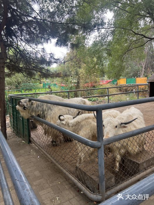 长白岛森林公园图片