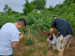 -桃源山庄·水蜜桃采摘·柴火鸡·烧烤团建(龙泉山店)