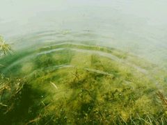 -桐乡凤凰湖