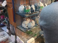 -双季花艺园艺市场(浦东店)