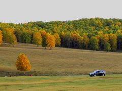 -乌兰布统景区-白桦林