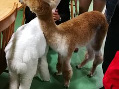 羊驼-藦茜花园宠物主题亲子互动体验馆(国顺东路店)