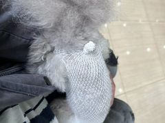 -瑞派天使宠物医院·神经外科·骨科·核磁(洛川中路店)