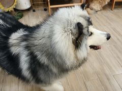 -李小姐の猫咖啡馆(五角场店)