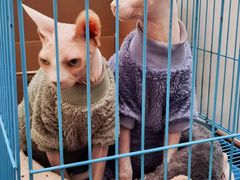 -有猫主题·治愈系猫咖(曾厝垵店)