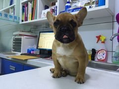 -西安京西宠物医院·瘫痪·疑难杂症