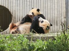 -卧龙中华大熊猫苑神树坪基地