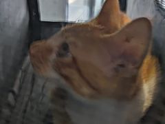 -关爱宠物医院·猫科中心·消化科(滨湖万达分院)