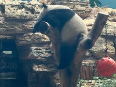 -石家庄市动物园