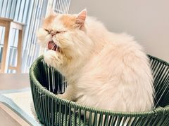 -Cappucimeow猫咪咖啡馆(韦伯时代店)
