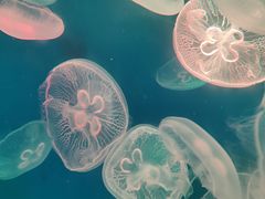 -江和美海洋公园