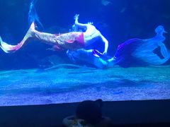 -石家庄海洋公园