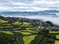 -桑洲油菜花景区