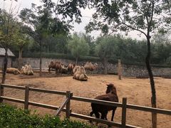 -石家庄市动物园