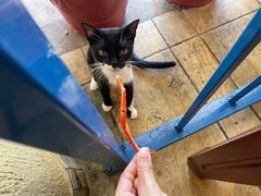 -毛里求斯小四川餐厅总店