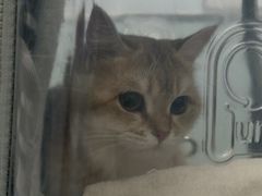 -纳吉亚猫专科动物诊疗中心(蒋宅口分院)