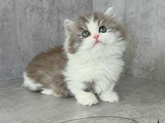 -小猫来了·猫舍(红山六九七九店)