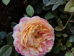 -人民公园(罗湖区)