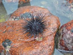 -西涌国际滨海旅游区