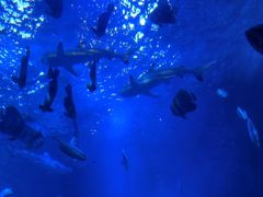 -太平洋海底世界