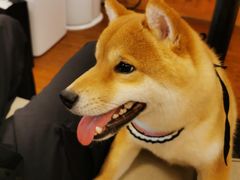 -豆柴町-柴犬主题狗咖(红鼎国际C座店)