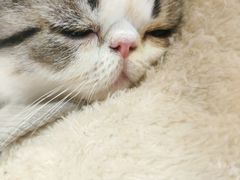 -滚猫咖啡·猫咖·猫友好撸猫(未来城店)
