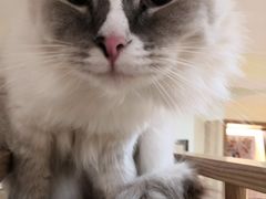 -滚猫咖啡·猫咖·猫友好撸猫(未来城店)