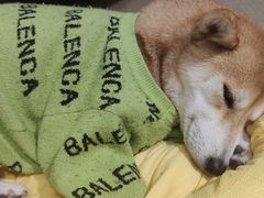 -逗柴咖啡屋·狗咖猫咖宠物桌游