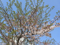 -高东镇樱花园