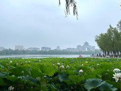 -莲花池公园