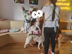 -Husky Go! 哈士奇体验馆·宠物咖啡厅狗咖