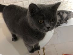 -平行世界·猫咖(首经贸店)
