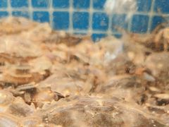 -周记老沈阳焦火鸡架