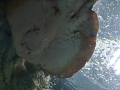 -上海海洋水族馆